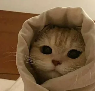 Телеграм стикер 🤔 StolenKitties4.0 @ivpawan @pvsenei