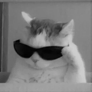 Телеграм стикер 🤔 StolenKitties4.0 @ivpawan @pvsenei