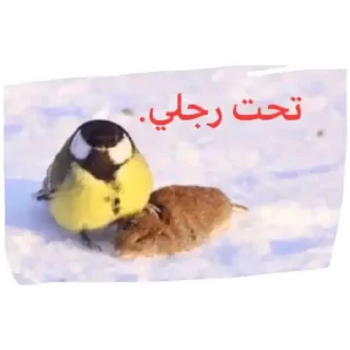 Telegram stiker 🍭 لا تزرف يا أخي....