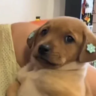 Video sticker 🐶 mais telexorros