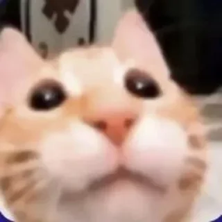 Video sticker 😊 Kitties - @aris_stickers