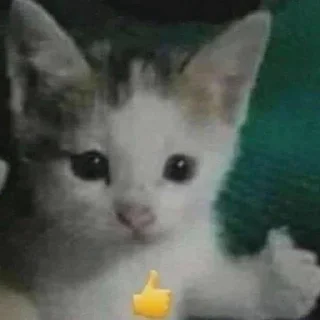 Telegram sticker 👍 Kitties - @aris_stickers
