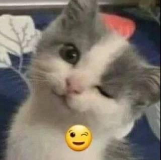 Telegram sticker 😉 Kitties - @aris_stickers