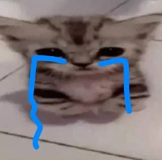 Video sticker 😭 Kitties - @aris_stickers