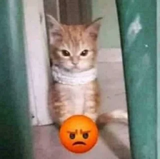 Telegram sticker 😡 Kitties - @aris_stickers