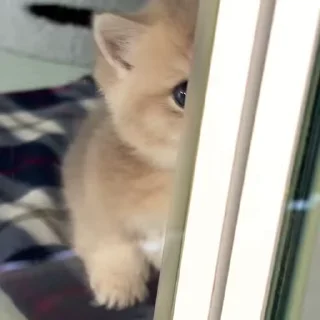 Video sticker 🎈 ECG @English_chatting_group21 :: @fStikBot