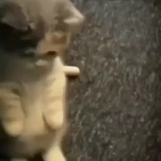 Video sticker 🎈 ECG @English_chatting_group21 :: @fStikBot