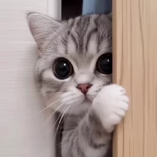 Video sticker 🎈 ECG @English_chatting_group21 :: @fStikBot