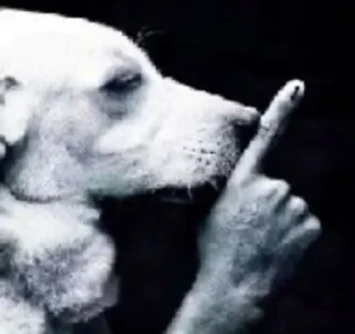 Video sticker 🌟 я хуею :: @fStikBot