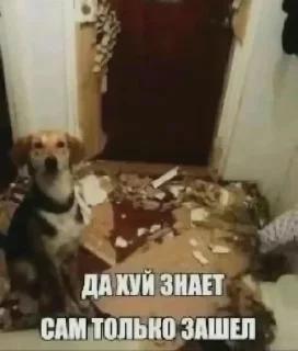 Telegram sticker 🌟 я хуею :: @fStikBot