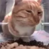 Video sticker 😼 sh :: @fStikBot