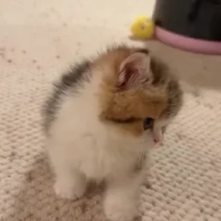 Video sticker 🐈‍⬛️ Cat 3 , @Wallgif