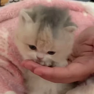 Video sticker 🐈‍⬛️ Cat 3 , @Wallgif