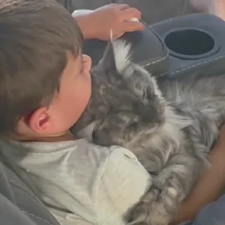 Video sticker 🐈‍⬛️ Cat 3 , @Wallgif