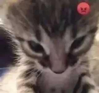 Video sticker 😡 любими котеки монечки🩷 :: @fStikBot