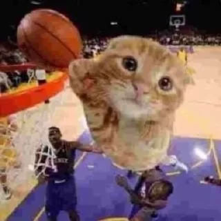 Telegram sticker 🏀 любими котеки монечки🩷 :: @fStikBot
