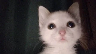 Video sticker 😟 любими котеки монечки🩷 :: @fStikBot