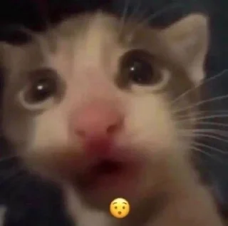Telegram sticker 😯 любими котеки монечки🩷 :: @fStikBot