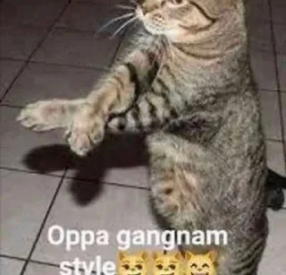 Telegram sticker 🕺 любими котеки монечки🩷 :: @fStikBot