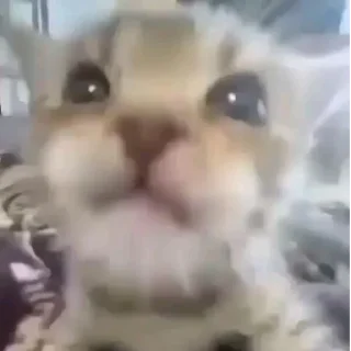 Video sticker 🌯 Котята от Дяди Рана @ran_eblan_com