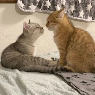 Video sticker 🌯 Котята от Дяди Рана @ran_eblan_com
