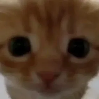 Телеграм стикер 🌯 Котята от Дяди Рана @ran_eblan_com