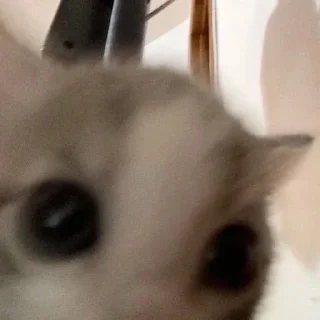 Телеграм стикер 🌯 Котята от Дяди Рана @ran_eblan_com