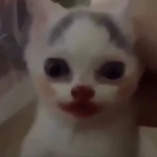 Телеграм стикер 🌯 Котята от Дяди Рана @ran_eblan_com