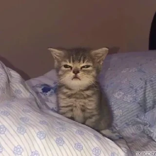 Video sticker 🌯 Котята от Дяди Рана @ran_eblan_com