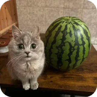 Telegram sticker 🐱 Gatinhos da kami