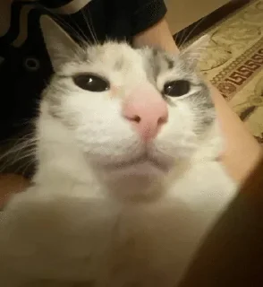 Video sticker 🌟 Gatinhos da kami