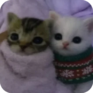 Video sticker 🐱 Gatinhos da kami