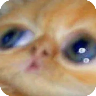 Telegram sticker 👍 Gatinhos da kami
