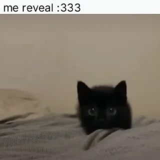 Video sticker 🐈‍⬛️ ‌ ‌ ‌ ‌ ‌ ‌ ‌zip : ‌@u1ice ’z black kitties ?