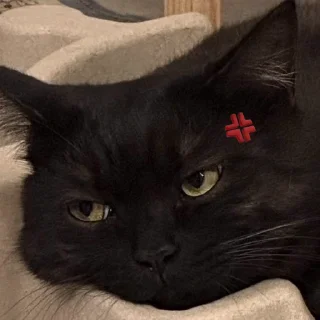 Video sticker 🐈‍⬛️ ‌ ‌ ‌ ‌ ‌ ‌ ‌zip : ‌@u1ice ’z black kitties ?