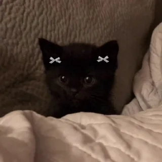 Video sticker 🐈‍⬛️ ‌ ‌ ‌ ‌ ‌ ‌ ‌zip : ‌@u1ice ’z black kitties ?