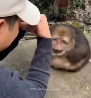 Video sticker 🌟 ကြက်‌ကလေးတွေရဲ့မျောက်တုန် :: @fStikBot