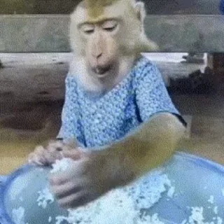 Video sticker 🍚 ကြက်‌ကလေးတွေရဲ့မျောက်တုန် :: @fStikBot