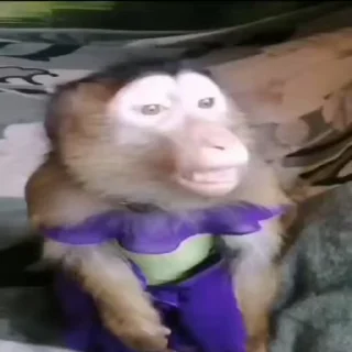 Video sticker 😈 ကြက်‌ကလေးတွေရဲ့မျောက်တုန် :: @fStikBot