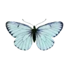 Sticker 🦋 @gh158c   @Emoji_1_1_1
قنــاة راقــت لــي @TgEmodziBot
