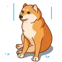 Telegram stiker 😭 Shiba Inu