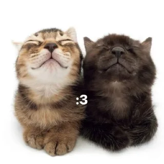 Sticker 🐱 китик