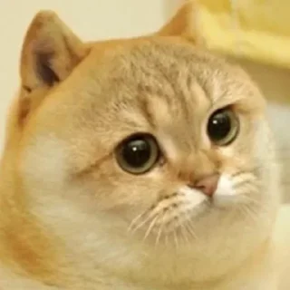 Telegram sticker 😒 Jesus pack :: @fStikBot