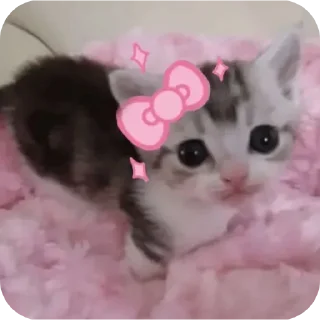 Telegram sticker 🐱 @PutasMenu :: @fStikBot