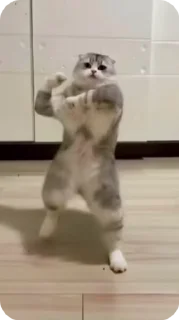 Video sticker 🌟 𝙂𝙍𝙊𝙈𝘼𝙉𝙊𝙁. :: @fStikBot