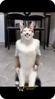 Video sticker 🌟 𝙂𝙍𝙊𝙈𝘼𝙉𝙊𝙁. :: @fStikBot