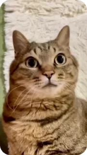 Video sticker 🌟 𝙂𝙍𝙊𝙈𝘼𝙉𝙊𝙁. :: @fStikBot