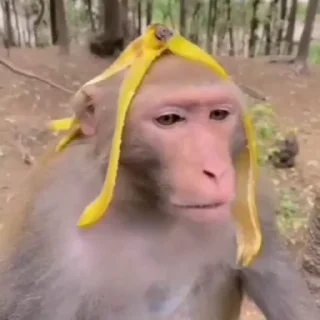 Video sticker 🌟 @kzpil ™ 's 𝐅𝐚𝐯᯽𝐬𝐭𝐢𝐜𝐤𝐞𝐫