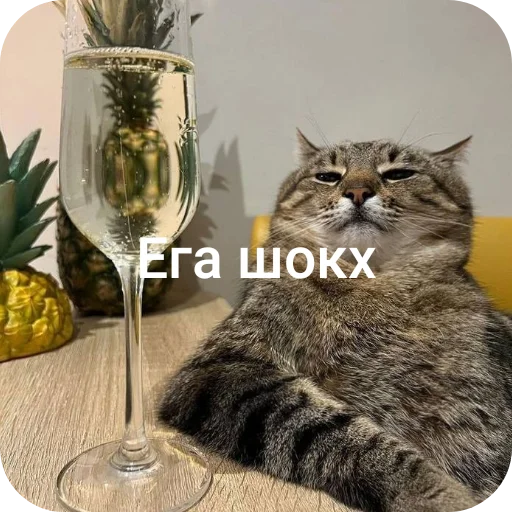 Sticker 🐱 Создатель @shokkkx