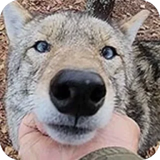 Video sticker 👃 dumbass coyotes